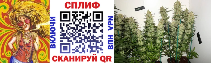 Бошки Шишки Amnesia  Кохма 